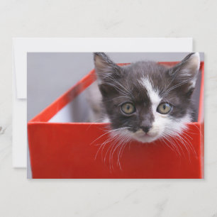 Carte De Remerciements Animaux de bébés cutest   Kitten noir et blanc