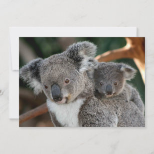 Carte De Remerciements Animaux de bébés cutest   Koala et Joey