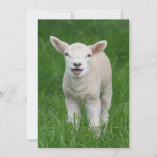 Carte De Remerciements Animaux de bébés cutest   Lil Lamb
