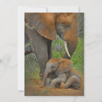 Animaux de bébés cutest | Mama Elephant & Baby