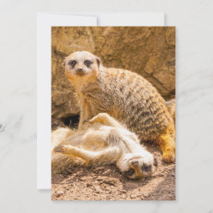 Carte De Remerciements Animaux de bébés cutest Meerkats joueurs