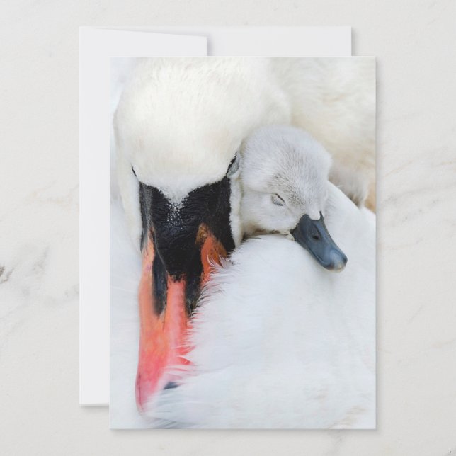 Carte De Remerciements Animaux de bébés cutest | Mère et bébé Mute Swan (Devant)
