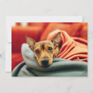 Carte De Remerciements Animaux de bébés cutest Miniature Pinscher