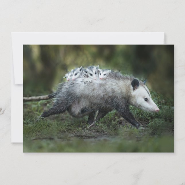 Carte De Remerciements Animaux de bébés cutest | Opossum Maman & Kids (Devant)