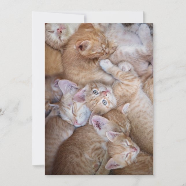 Carte De Remerciements Animaux de bébés cutest | Orange Kitten Pile (Devant)