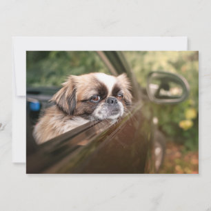 Carte De Remerciements Animaux de bébés cutest   Pekingese Chiot en voitu