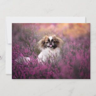 Carte De Remerciements Animaux de bébés cutest Pekingese Puppy