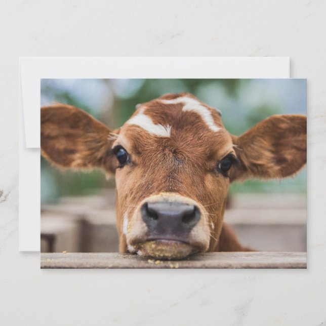 Carte De Remerciements Animaux de bébés cutest | Petite vache (Devant)