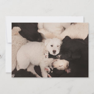 Carte De Remerciements Animaux de bébés cutest Pile de marionnettes