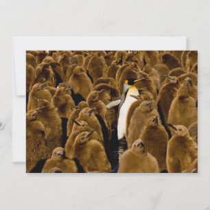 Carte De Remerciements Animaux de bébés cutest   Pingouin parmi les jeune