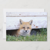Animaux de bébés cutest | Red Fox Kit Peeking