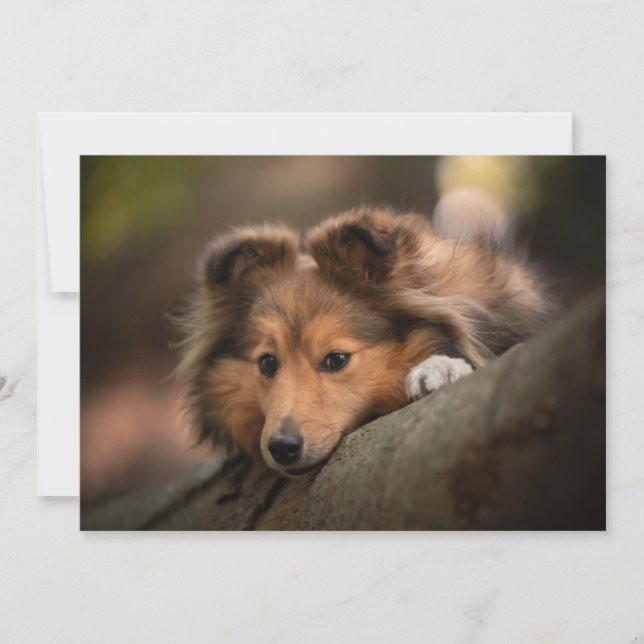 Carte De Remerciements Animaux de bébés cutest | Shetland Sheepdog Puppy (Devant)