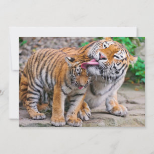 Carte De Remerciements Animaux de bébés cutest Sibérie Tiger Famille