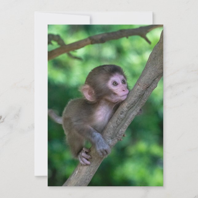 Carte De Remerciements Animaux de bébés cutest | Singe bébé (Devant)