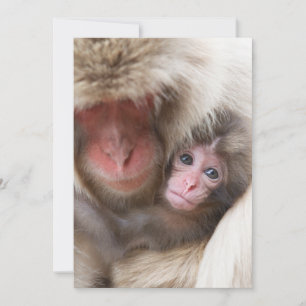 Carte De Remerciements Animaux de bébés cutest   Singe des neiges