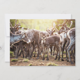 Carte De Remerciements Animaux de bébés cutest   Svalbard Reindeer
