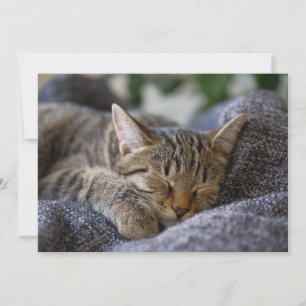 Carte De Remerciements Animaux de bébés cutest Tabby Kitten Sommeil