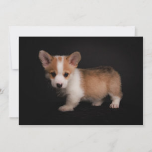 Carte De Remerciements Animaux de bébés cutest   Tiny Corgi