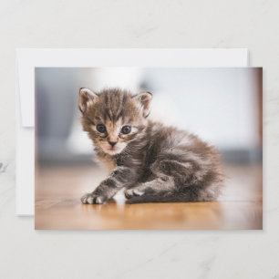Carte De Remerciements Animaux de bébés cutest Tiny Tabby Kitten