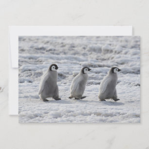 Carte De Remerciements Animaux de bébés cutest   Trois Épouses Penguin Em