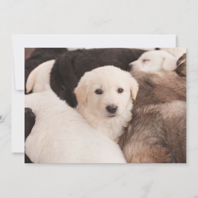 Carte De Remerciements Animaux de bébés cutest | Un mignon seau de chiots (Devant)