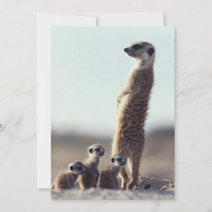 Carte De Remerciements Animaux de bébés cutest   Une famille de Meerkats