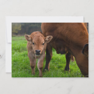 Carte De Remerciements Animaux de bébés cutest   Vache et veau