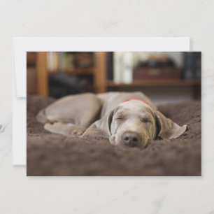 Carte De Remerciements Animaux de bébés cutest Weimaraner Puppy Sleepin