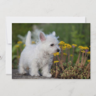 Carte De Remerciements Animaux de bébés cutest   West Highland White Terr