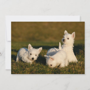 Carte De Remerciements Animaux de bébés cutest   West Highland White Terr