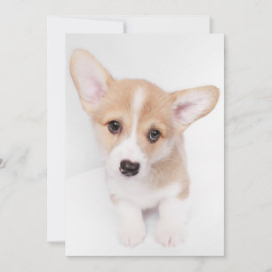 Carte De Remerciements Animaux de bébés cutest   Young Corgi Puppy
