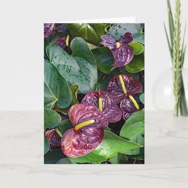Carte De Remerciements Anthuriums (Devant)