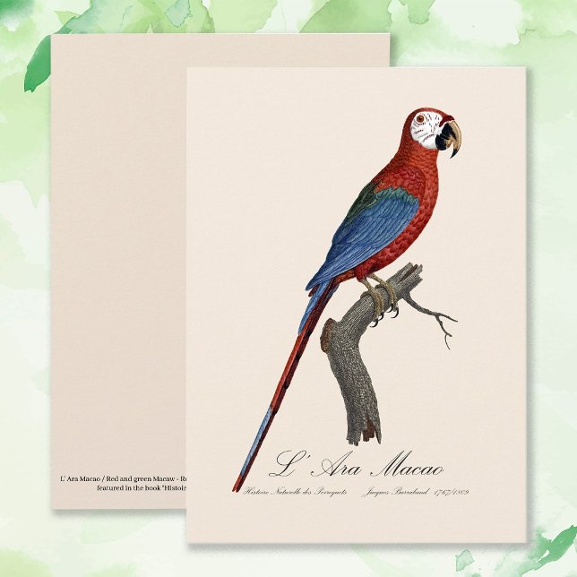 Carte De Remerciements Ara chloroptère (Red-and-green Macaw, Ara chloropterus. Thank You Card)