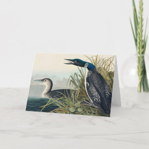 Carte De Remerciements Audubon Bird Loon Diver Classic