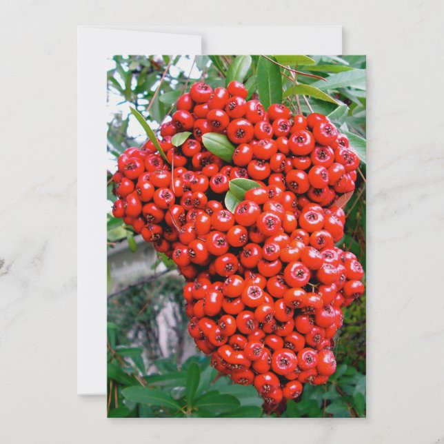 Carte De Remerciements Baies rouges de pyracantha (Devant)