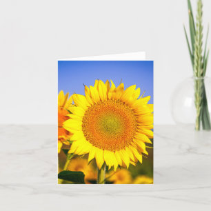 Carte De Remerciements Beauté des tournesols