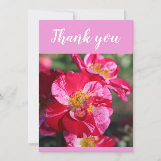 Carte De Remerciements Belle Fleur de Rose Rayée Rouge et Rose