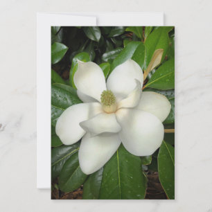 Carte De Remerciements Belle Magnolia du Sud