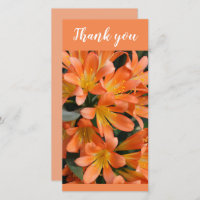 Belles fleurs de lys de Kaffir orange