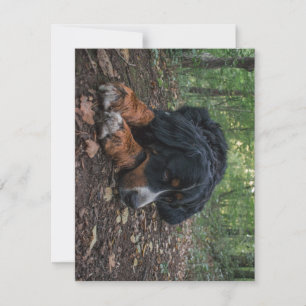 Carte De Remerciements bernèse chien de montagne ponte en forêt