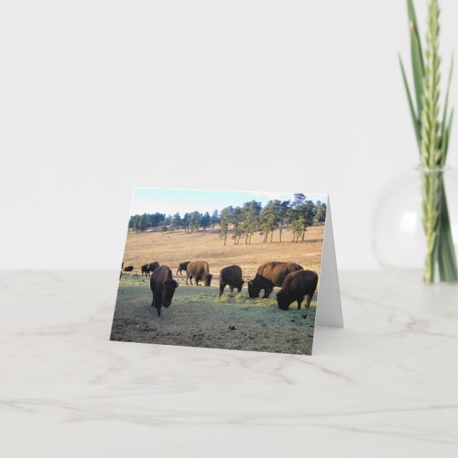 Carte De Remerciements Bison dans le Colorado (Devant)