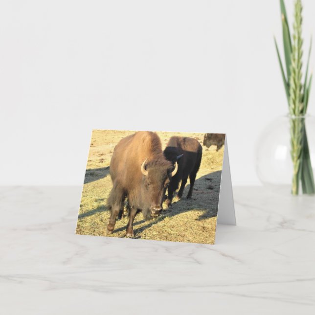 Carte De Remerciements Bison dans le Colorado (Devant)