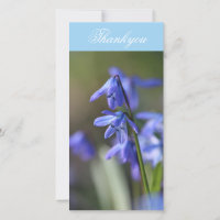 Bleu Scilla siberica (Squill en Bois) Fleurs