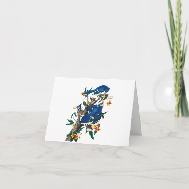 Carte De Remerciements Blue Jay par John James Audubon (Devant)