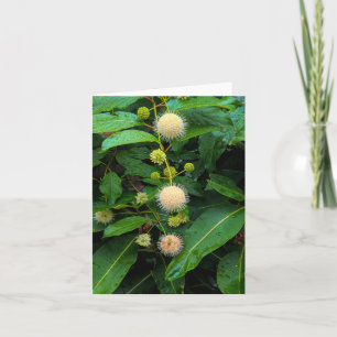 Carte De Remerciements Buttonbush @ Stenton House Museum & Garden