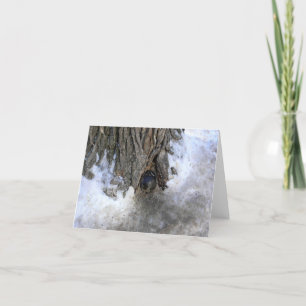 Carte De Remerciements Cannonball Tree, Vieux-Québec Ville, Québec, Canad