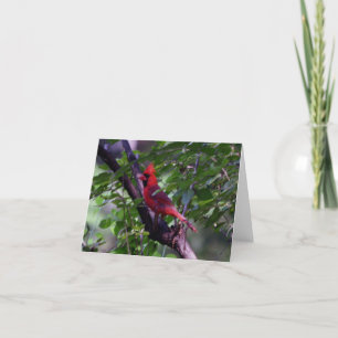 Carte De Remerciements Cardinal