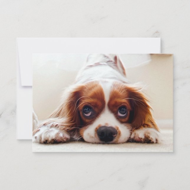 Carte De Remerciements Cavalier Charles Spaniel (Devant)