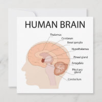 cerveau humain
