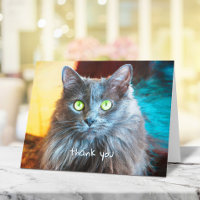 Chat gris mignon simple typographie manuscrite dou